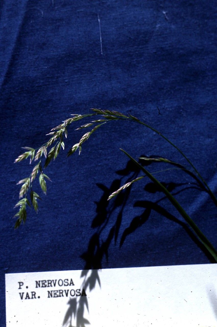 Poa nervosa fruit