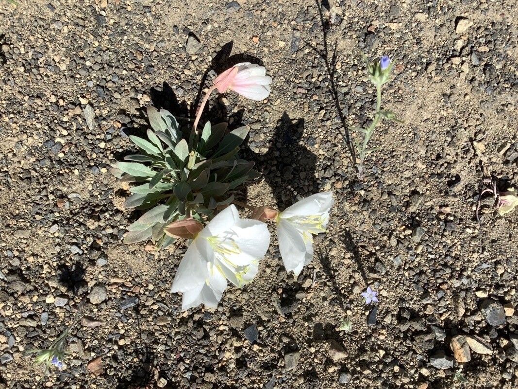 Oenothera californica flower