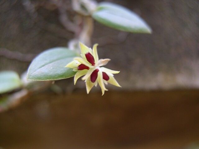 Bulbophyllum capituliflorum flower