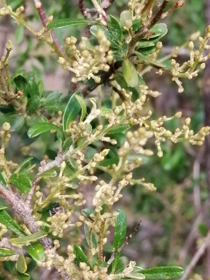 Bursaria spinosa fruit