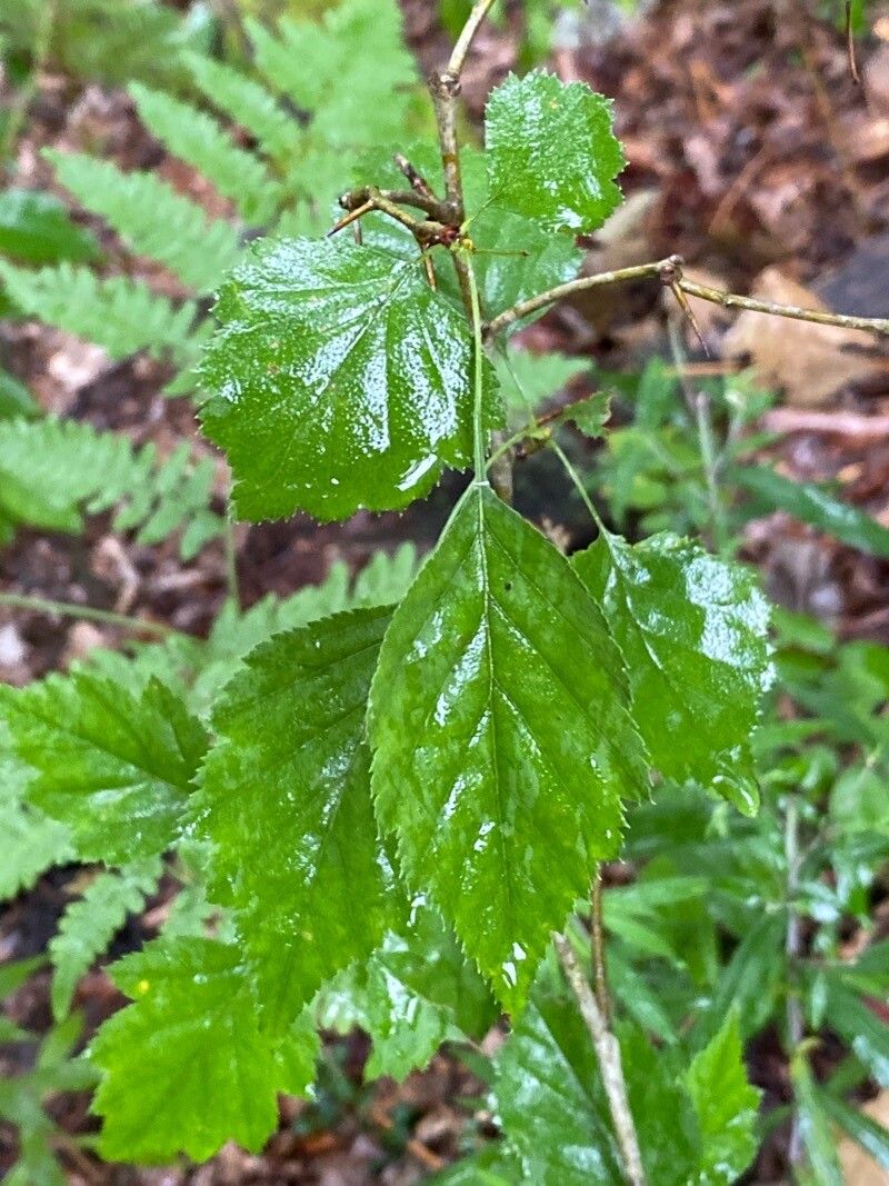 Crataegus mollis leaf