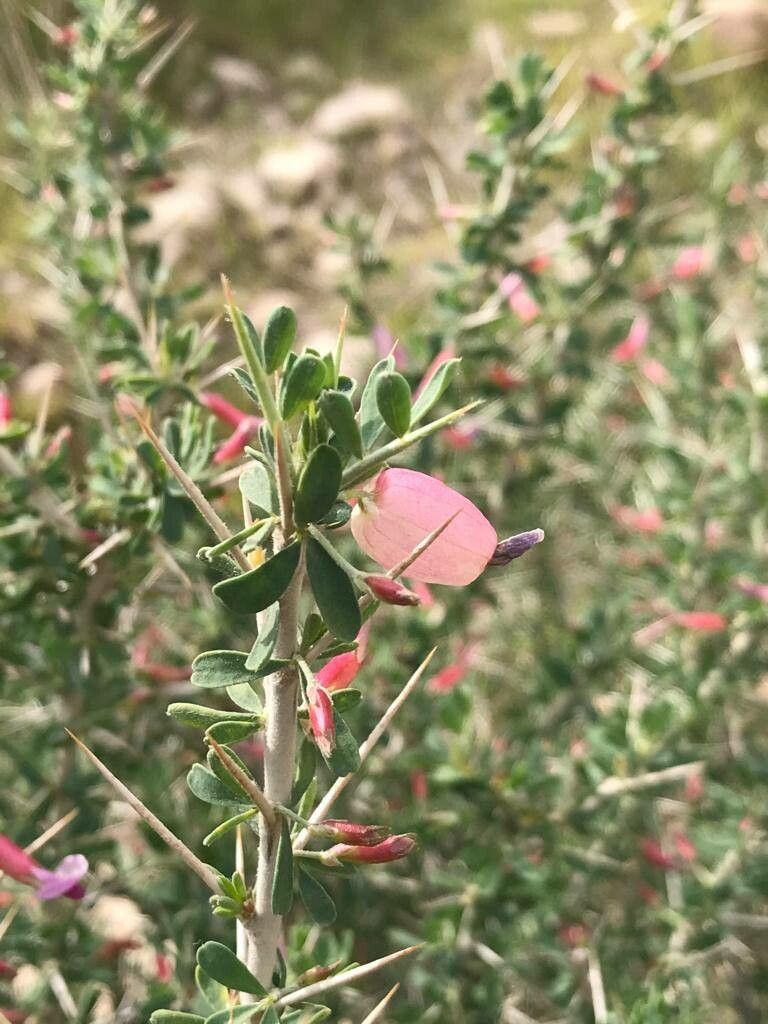 Astragalus fasciculifolius fruit