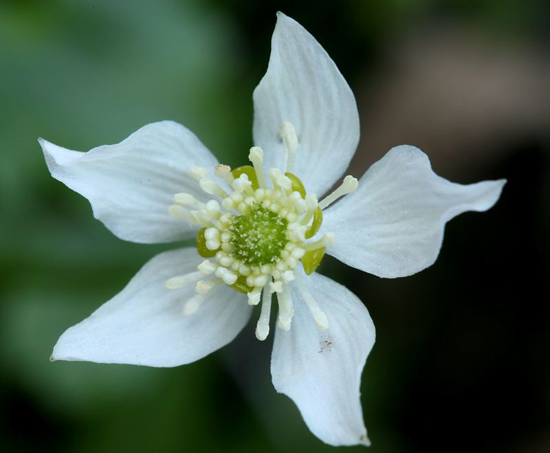 Ranunculus hystriculus flower