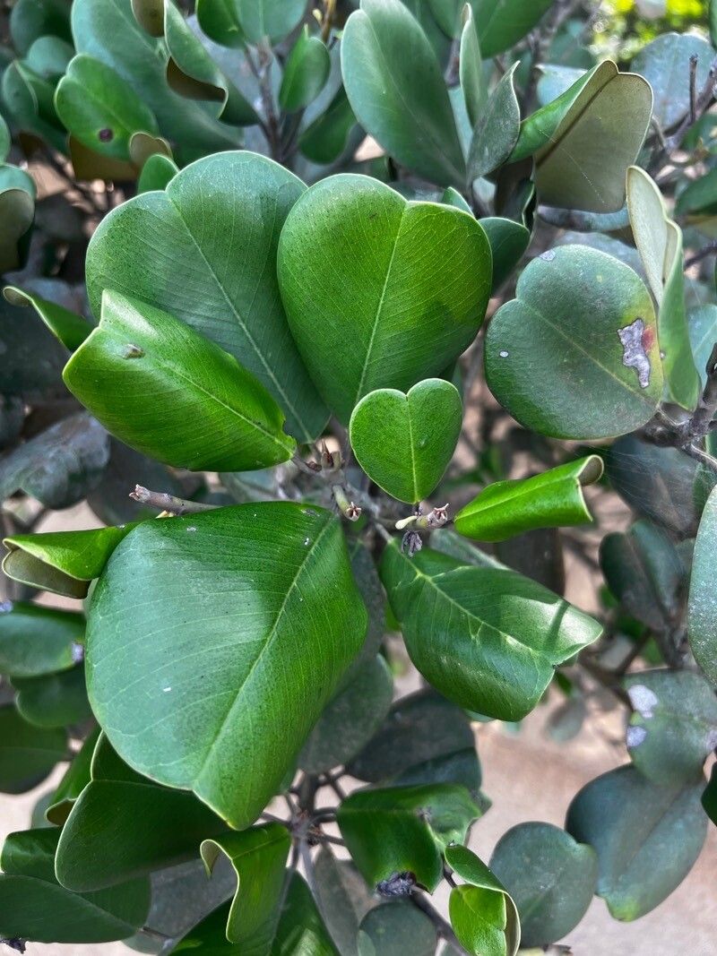 Manilkara obovata leaf