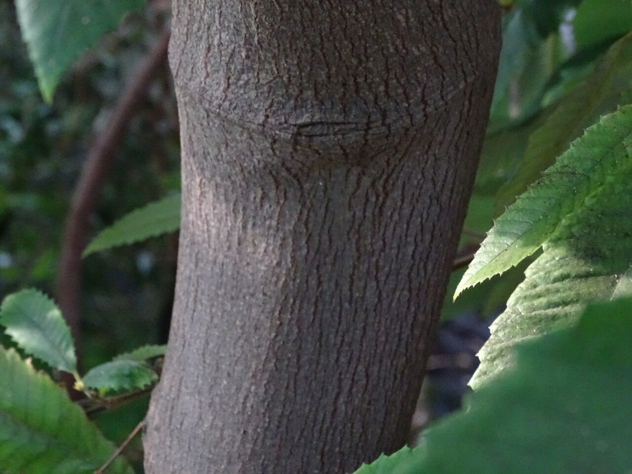 Callicoma serratifolia bark