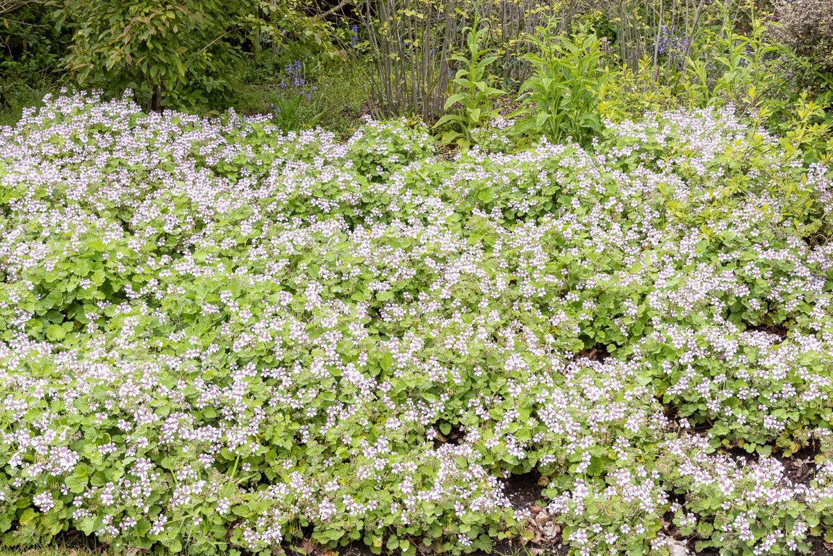 Erodium trifolium habit