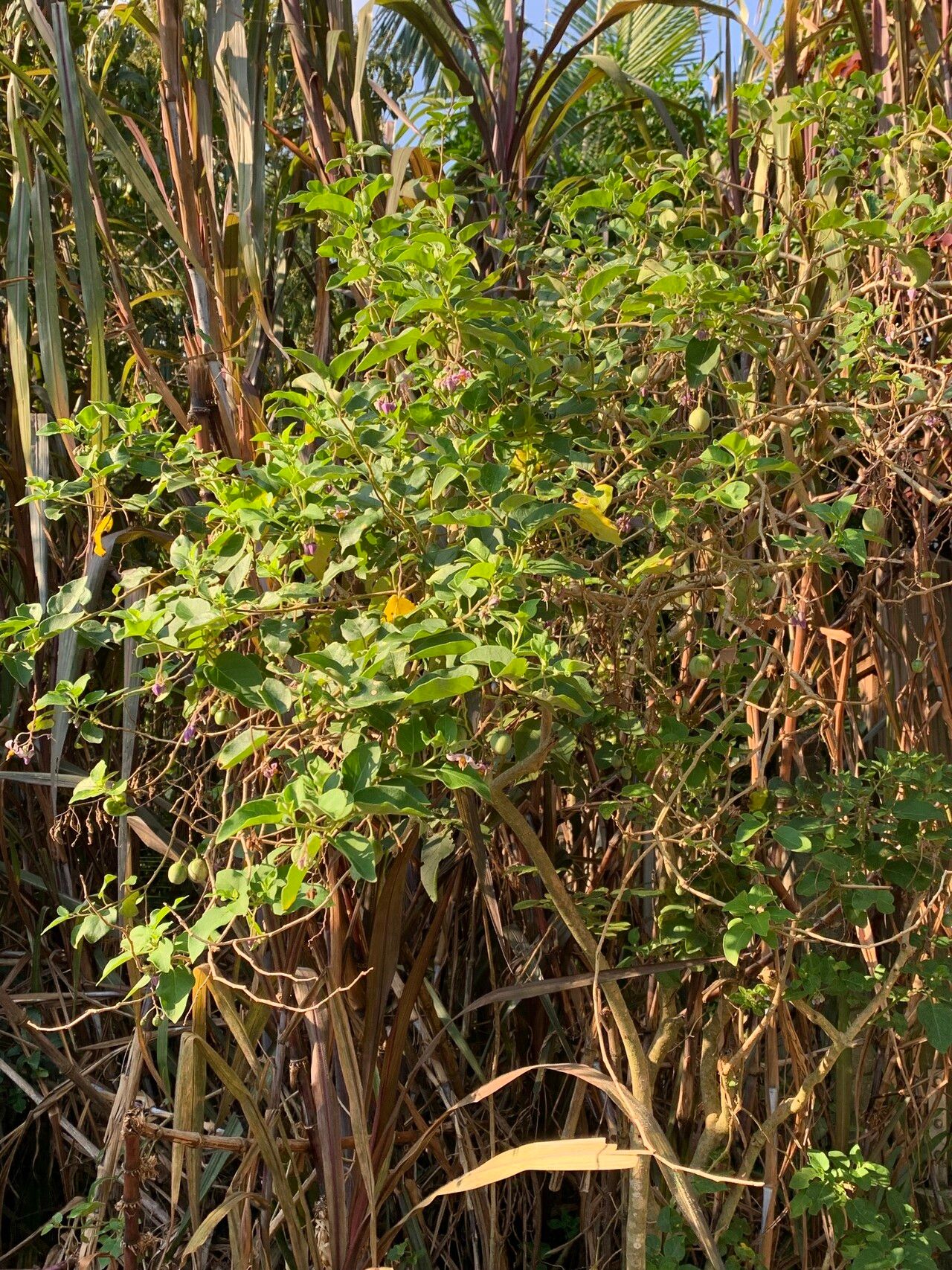 Solanum pelagicum habit