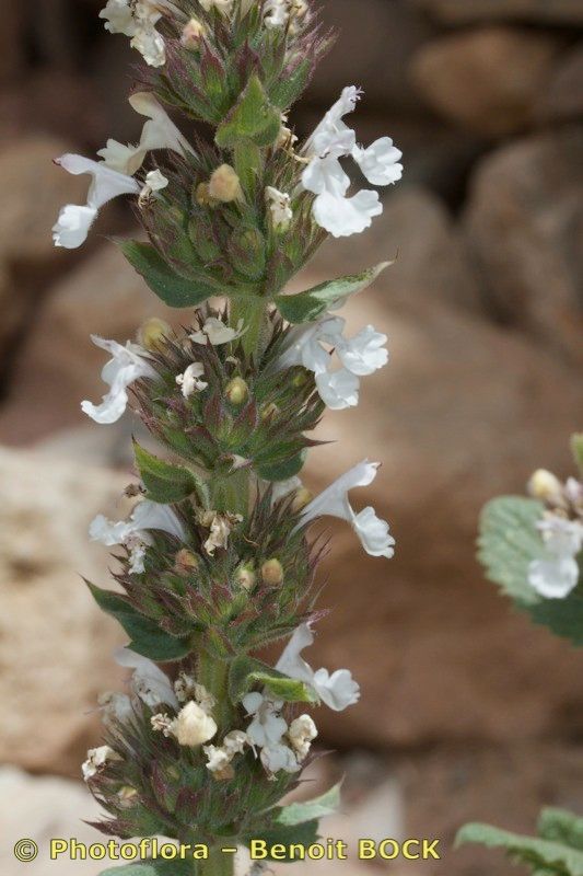 Nepeta granatensis other