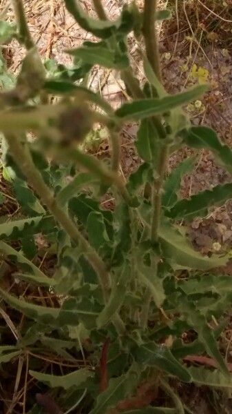 Crepis foetida — search result for 'southern Asia'