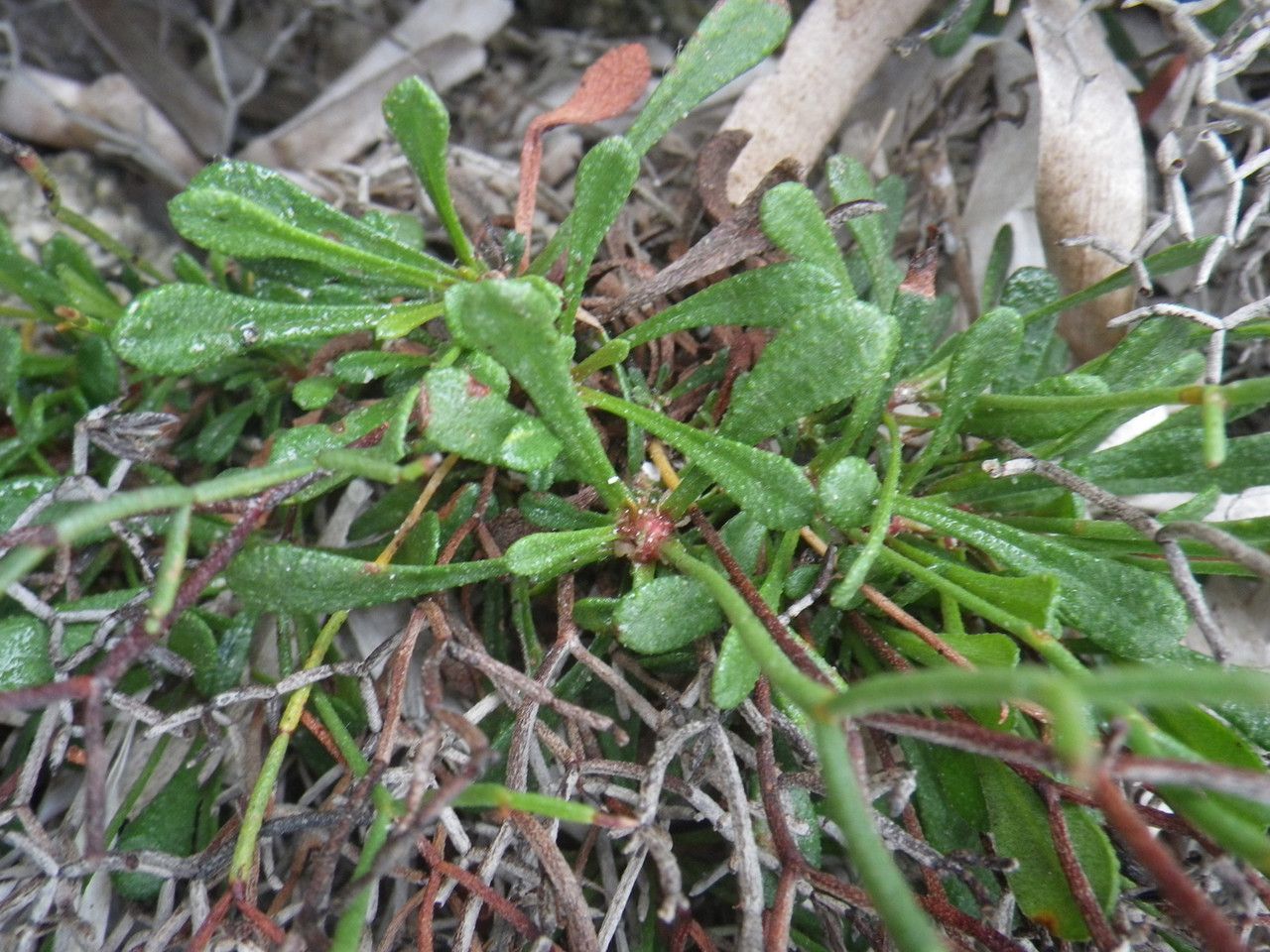 Limonium lambinonii — houseplant care guide