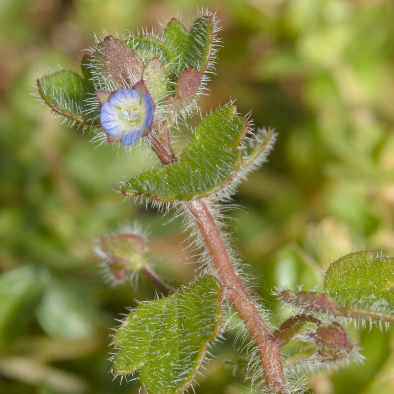 Veronica triloba flower