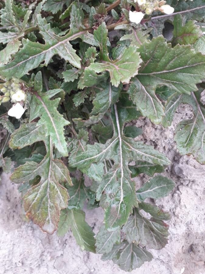 Diplotaxis erucoides — search result for 'Eruca'