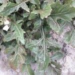 Diplotaxis erucoides