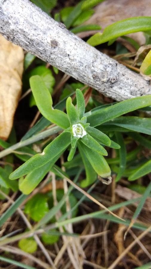 Delosperma napiforme flower