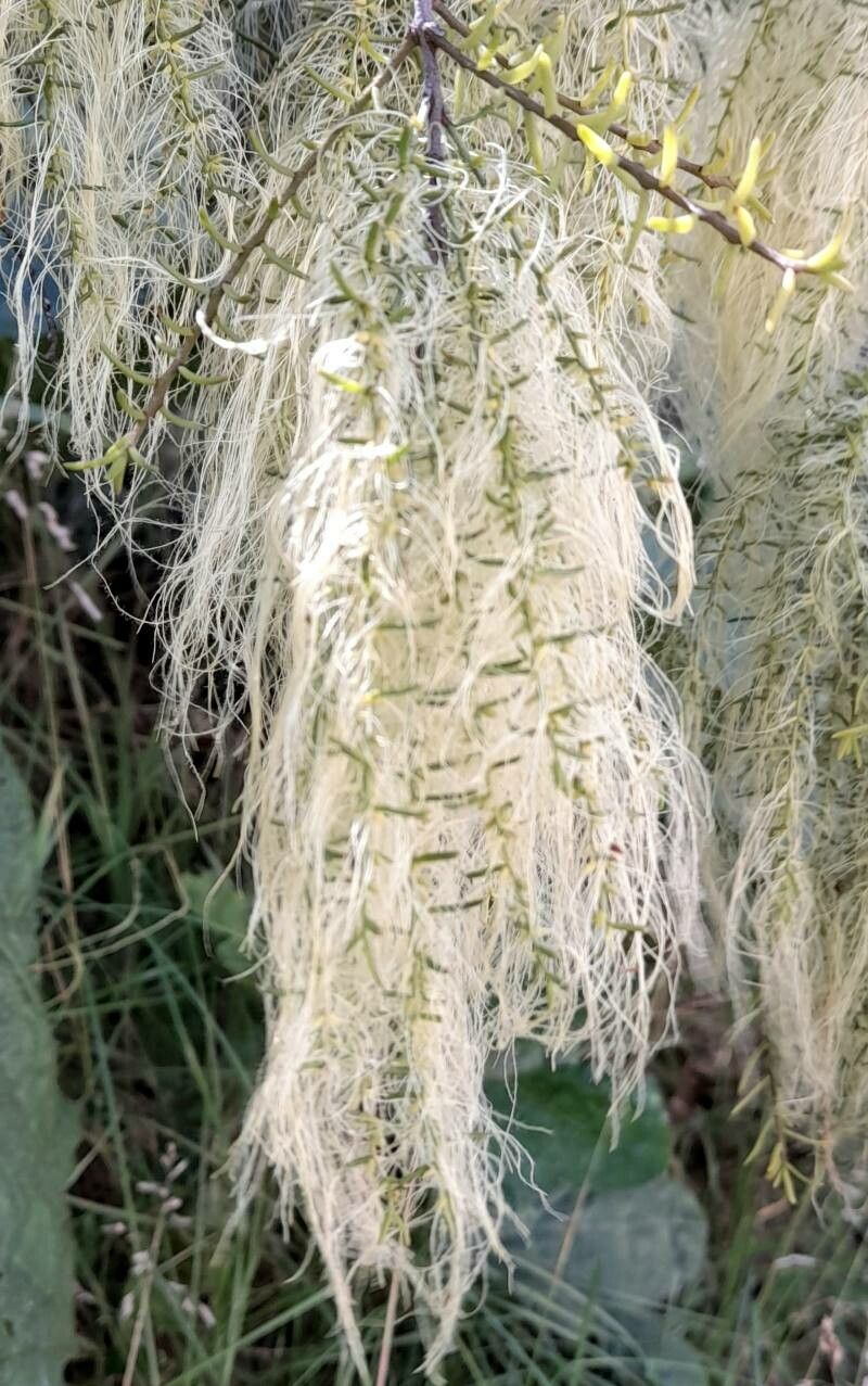 Misodendrum linearifolium fruit