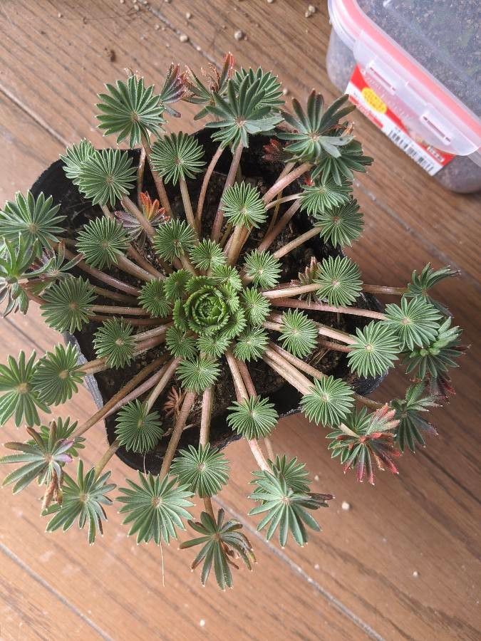 Oxalis palmifrons — search result for 'Oxalis'