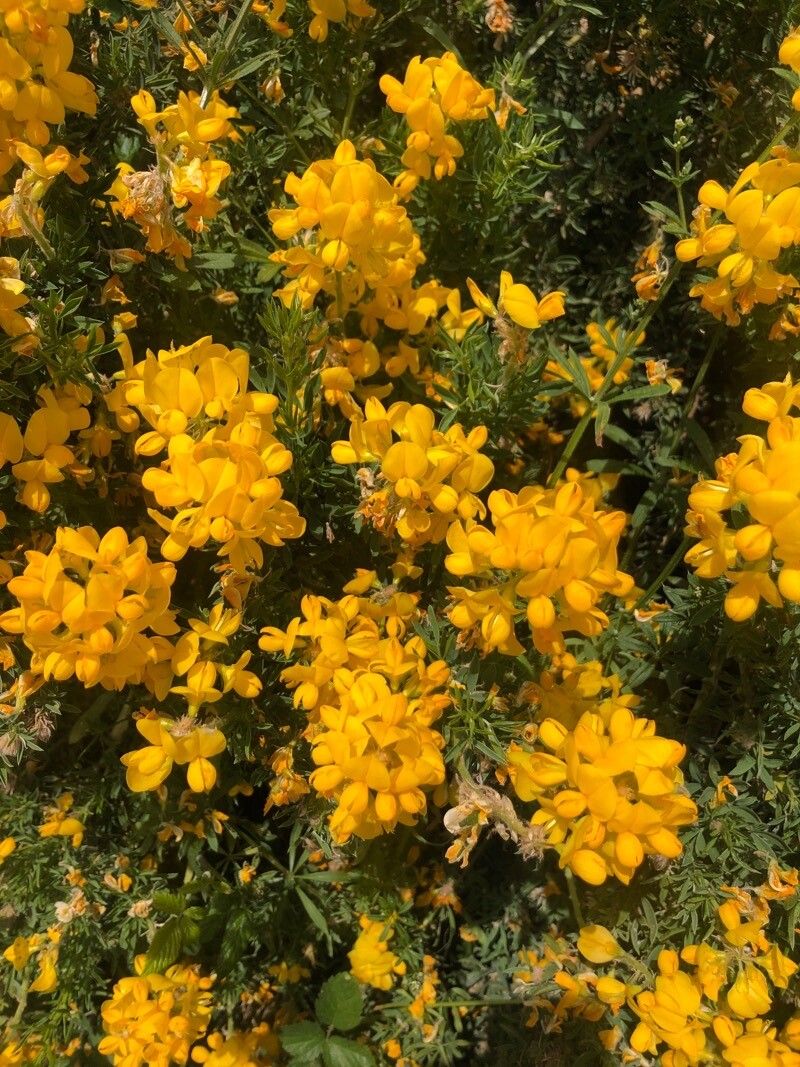 Adenocarpus hispanicus flower