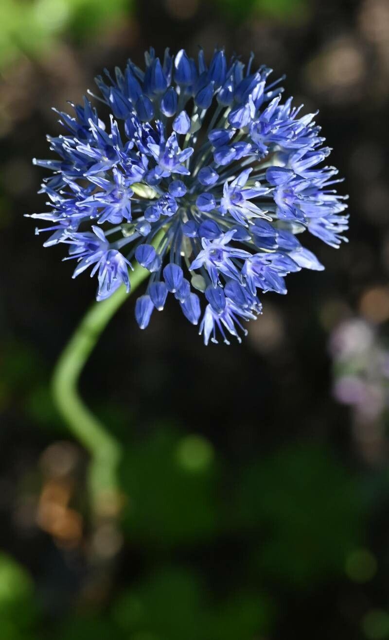 Allium caeruleum flower