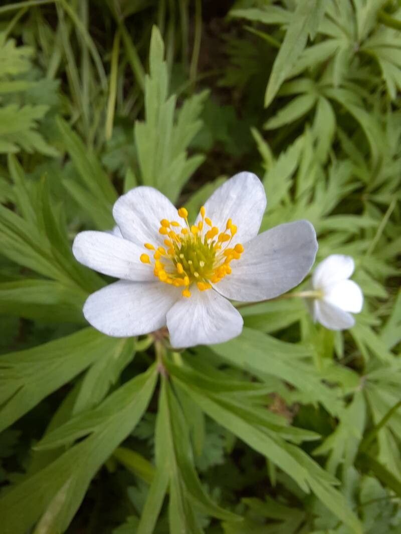 Anemonoides caerulea flower