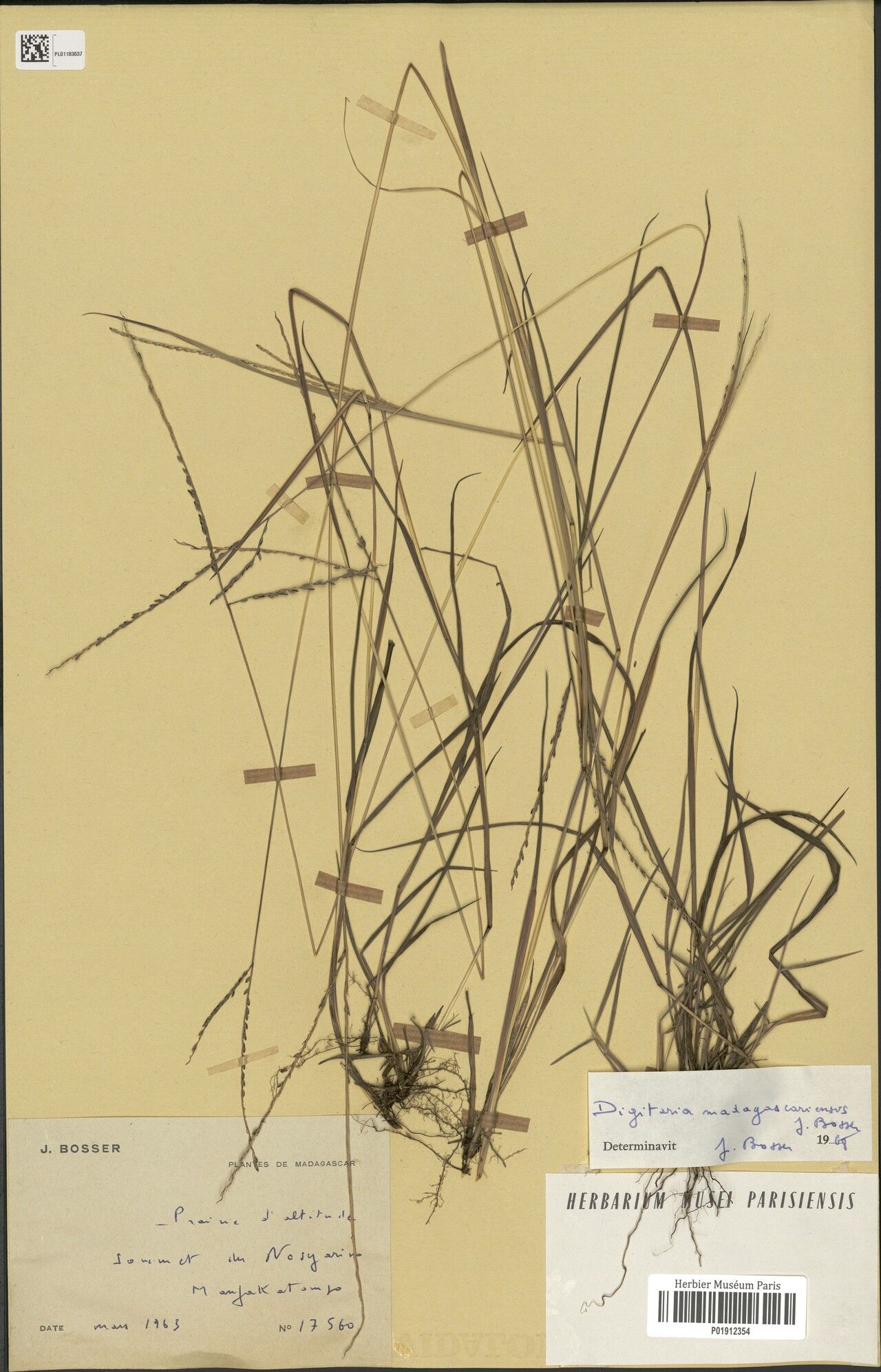 Digitaria madagascariensis — houseplant care guide