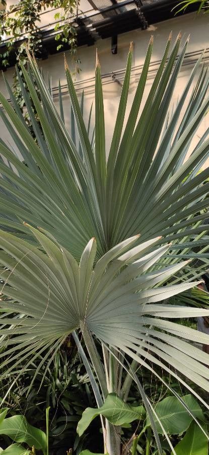 Bismarckia nobilis — search result for 'Palm'