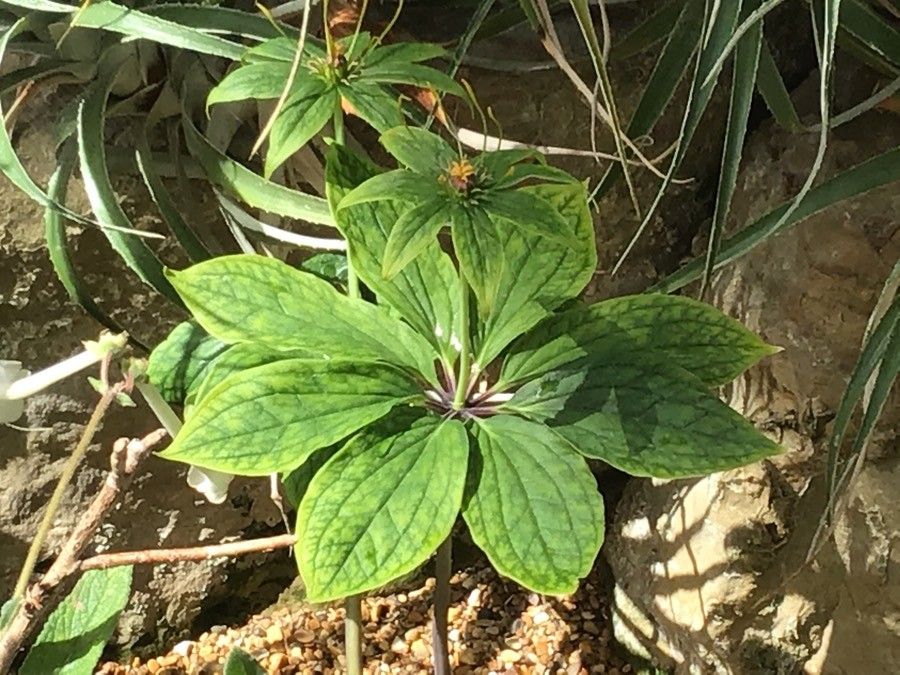Paris polyphylla — related species from the same genus