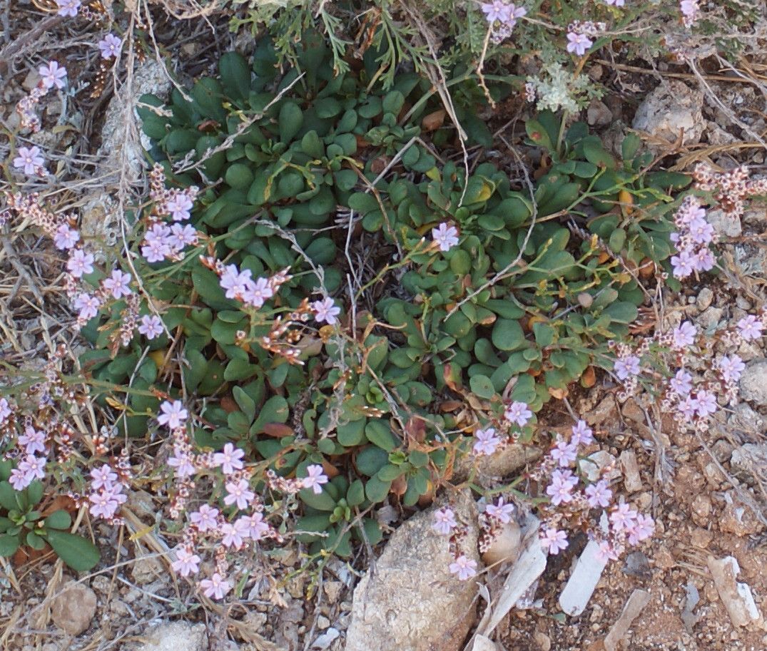 Limonium artruchium habit