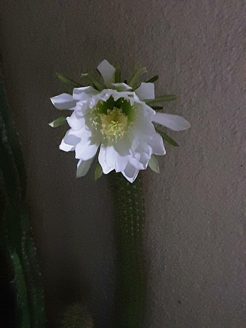 Soehrensia camarguensis flower