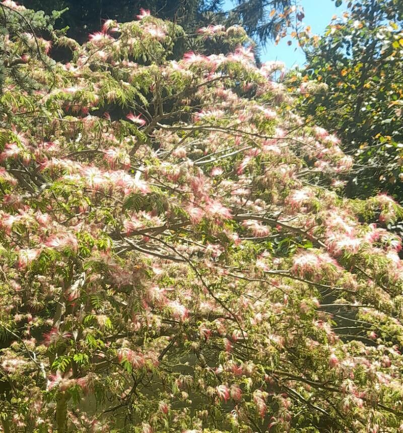 Calliandra foliolosa habit