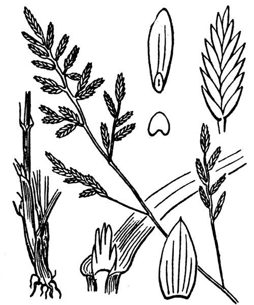 Catapodium hemipoa other