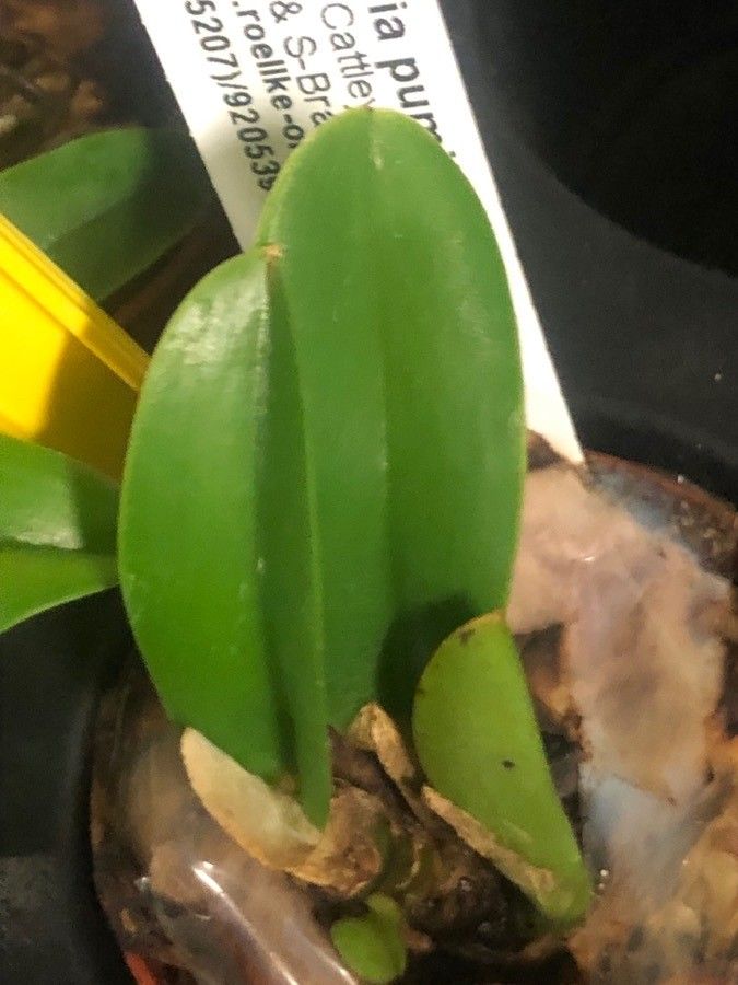 Cattleya pumila — search result for 'Cattleya'