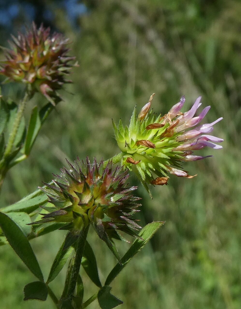 Trifolium squamosum flower
