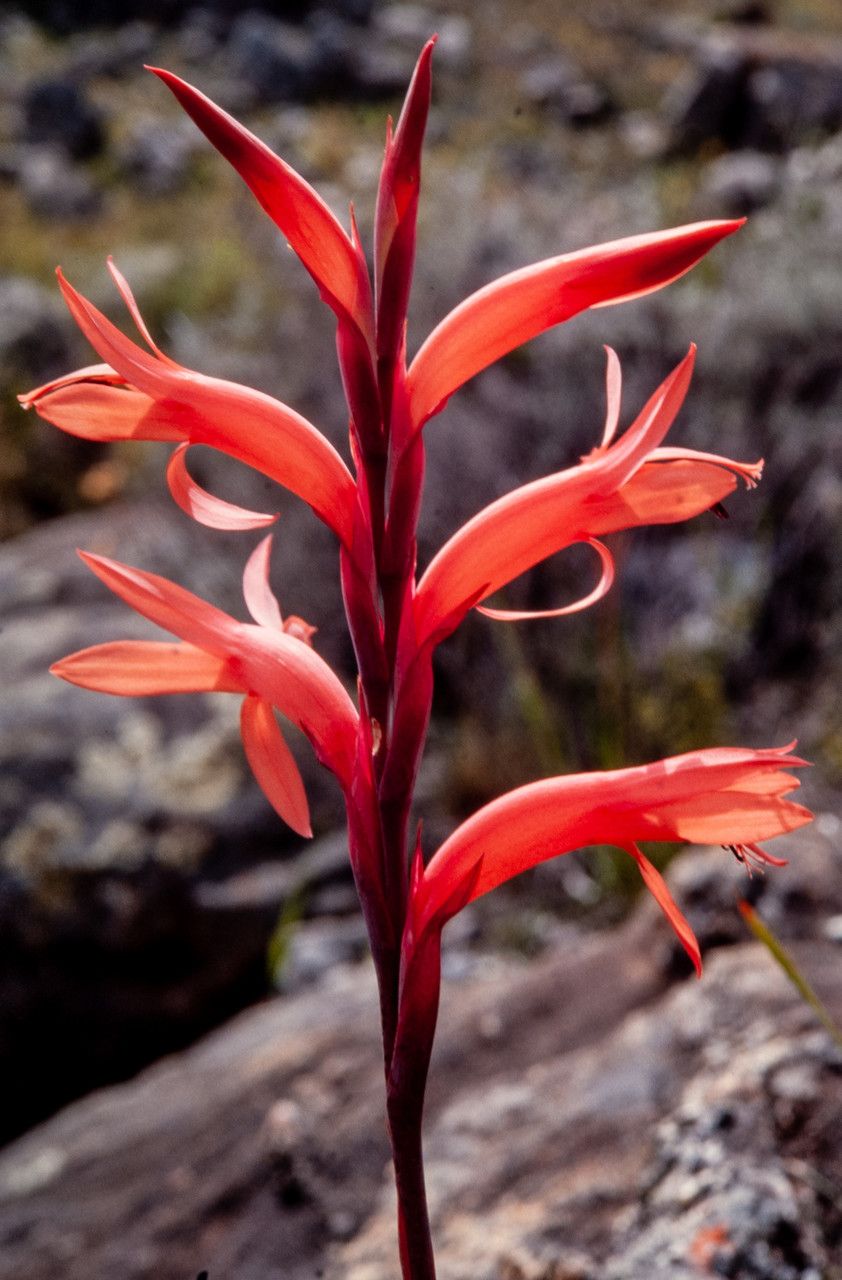 Watsonia gladioloides — related species from the same genus