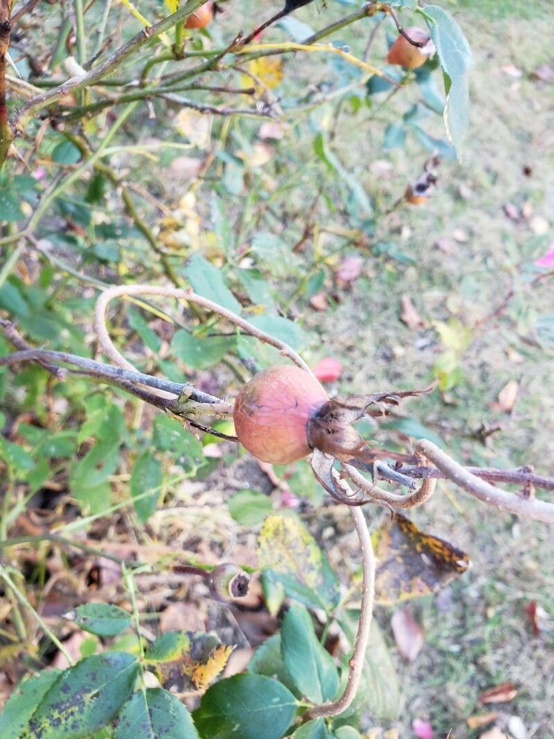 Rosa cinnamomea fruit