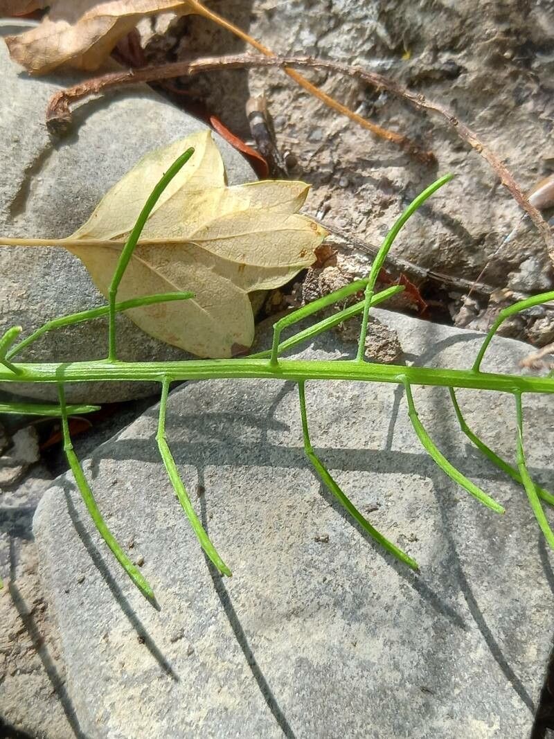 Erysimum cheiranthoides fruit