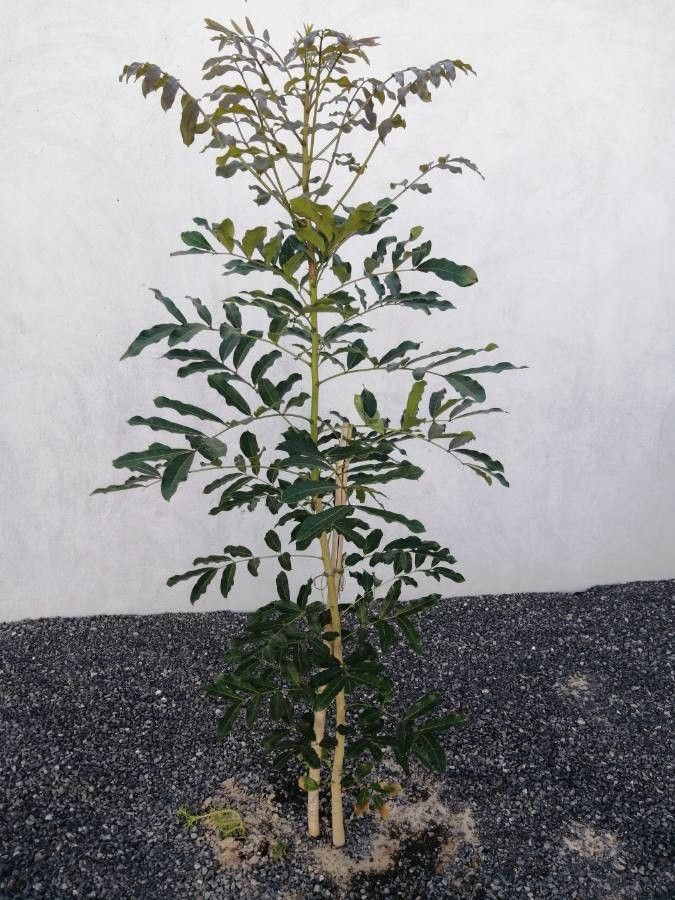 Khaya ivorensis — search result for 'Gabon'