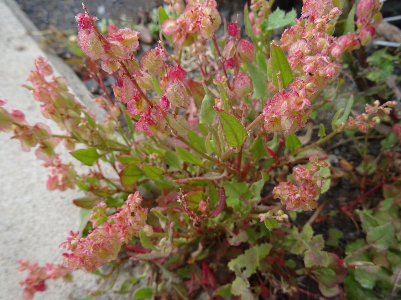 Rumex cyprius flower