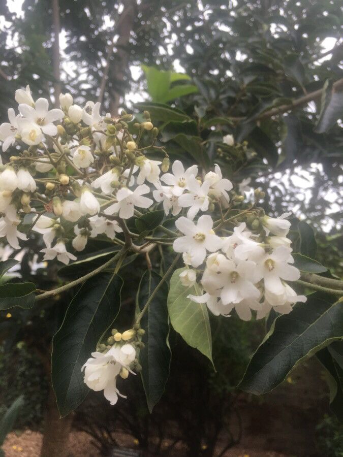 Cordia glazioviana flower