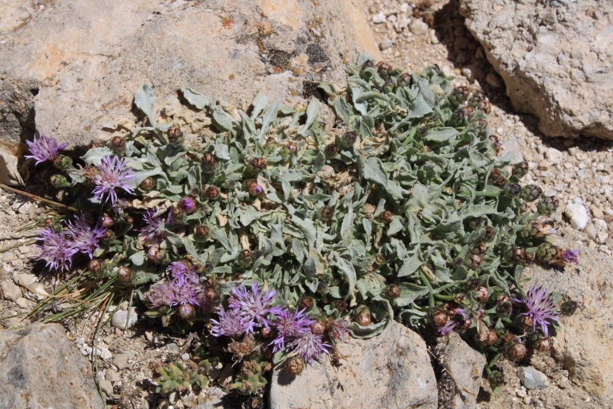 Centaurea jaennensis — houseplant care guide