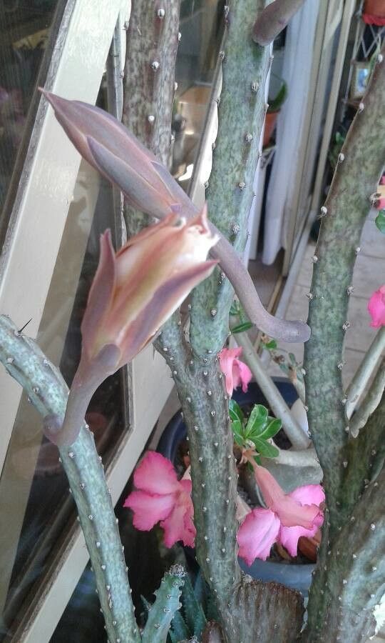 Peniocereus greggii leaf