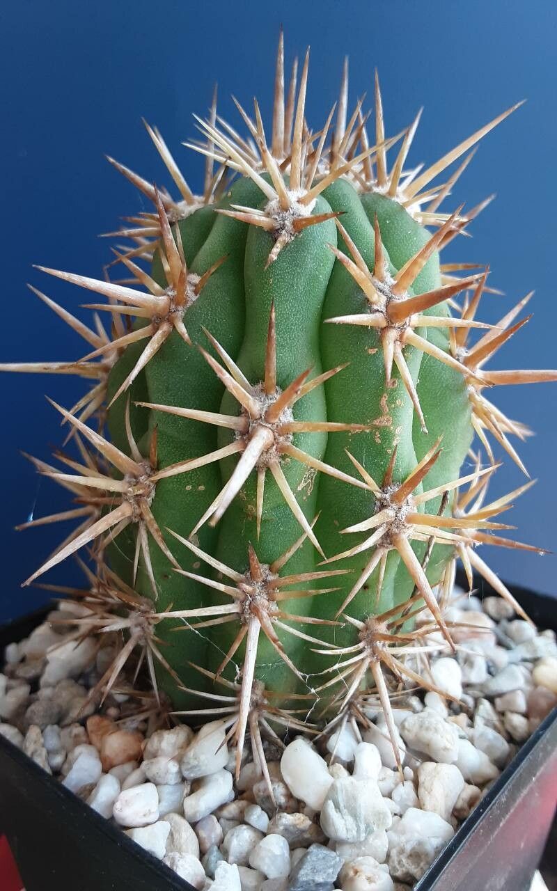 Leucostele skottsbergii — houseplant care guide