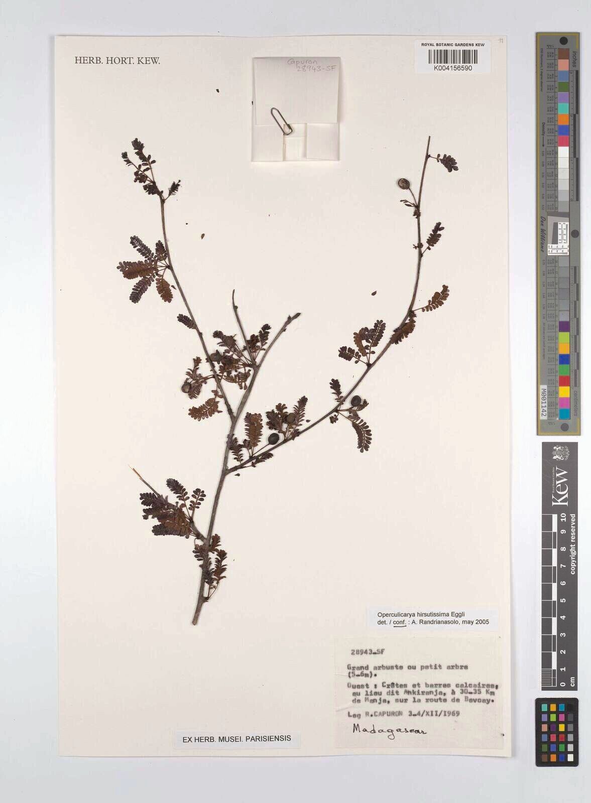 Operculicarya hirsutissima — houseplant care guide