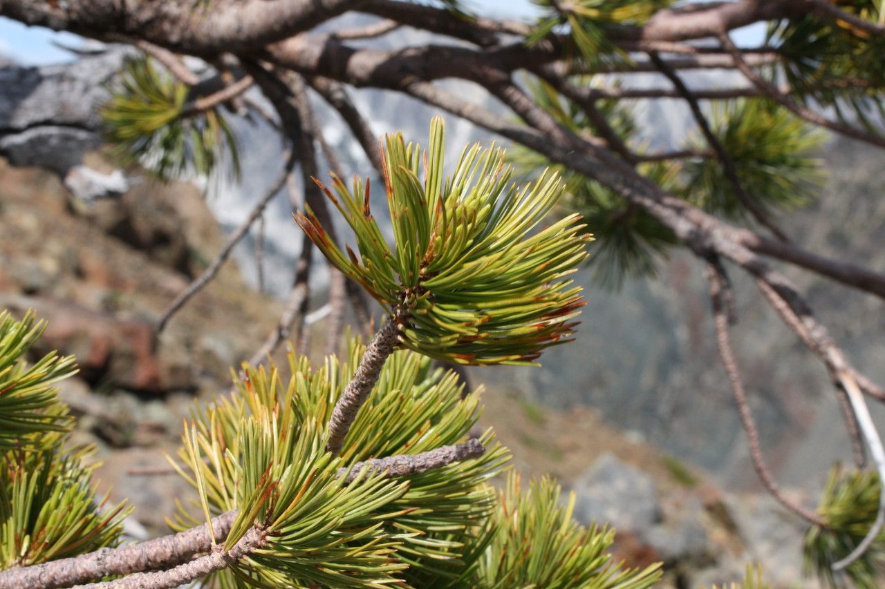 Pinus albicaulis flower