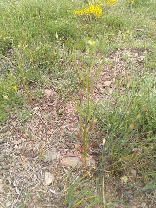 Erysimum incanum leaf
