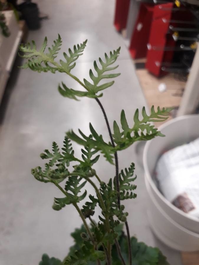 Hemionitis goabica other