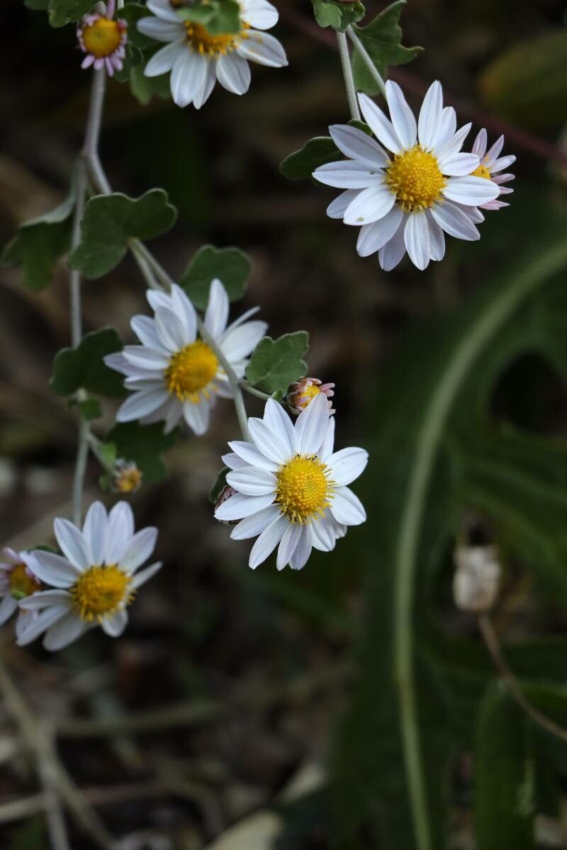 Chrysanthemum makinoi flower
