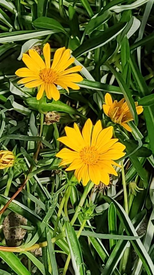 Ceraria namaquensis flower