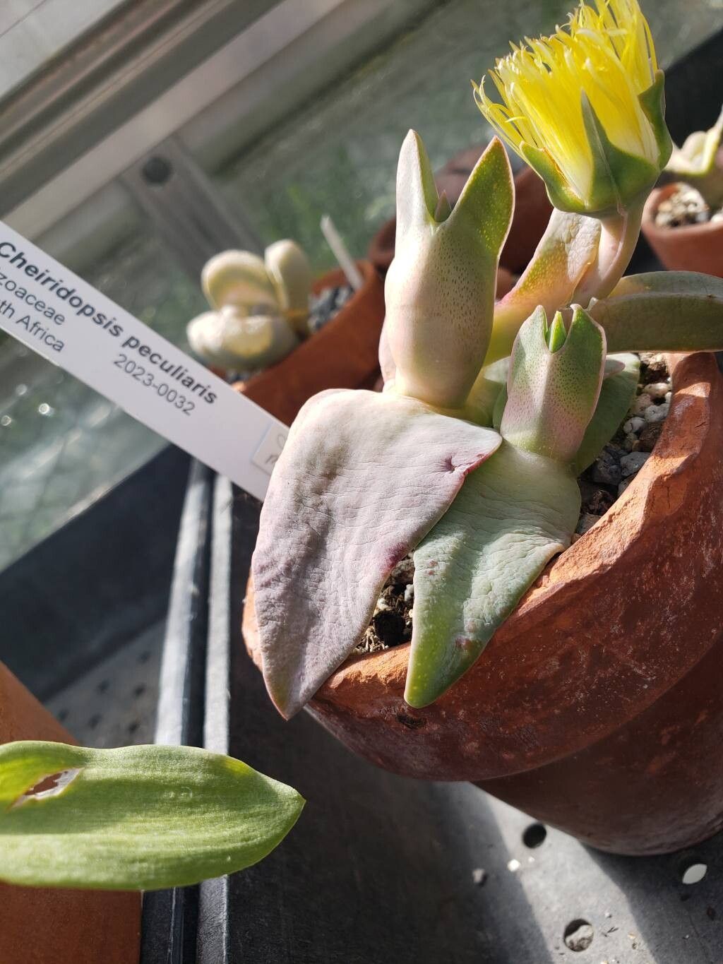 Cheiridopsis peculiaris — houseplant care guide