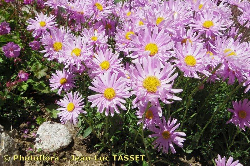 Erigeron epiroticus — search result for 'Erigeron'