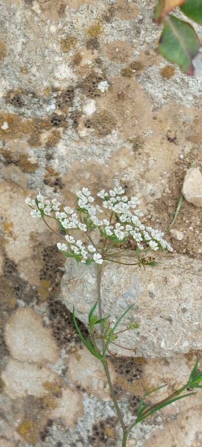 Ammoides pusilla flower
